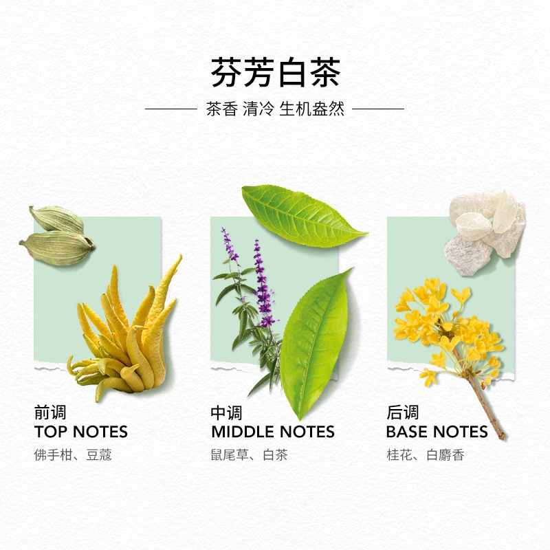 SOLINOTES/简谱 SOLINOTES 50ml — фото 2